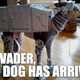 Illustration for article titled Meet Bones Mello, the AT-AT Dog